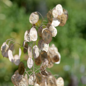 Judaspenning - Lunaria annua albiflora - Willemse