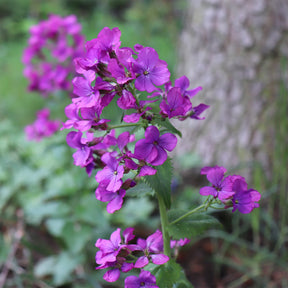 Judaspenning roos - Lunaria annua - Willemse