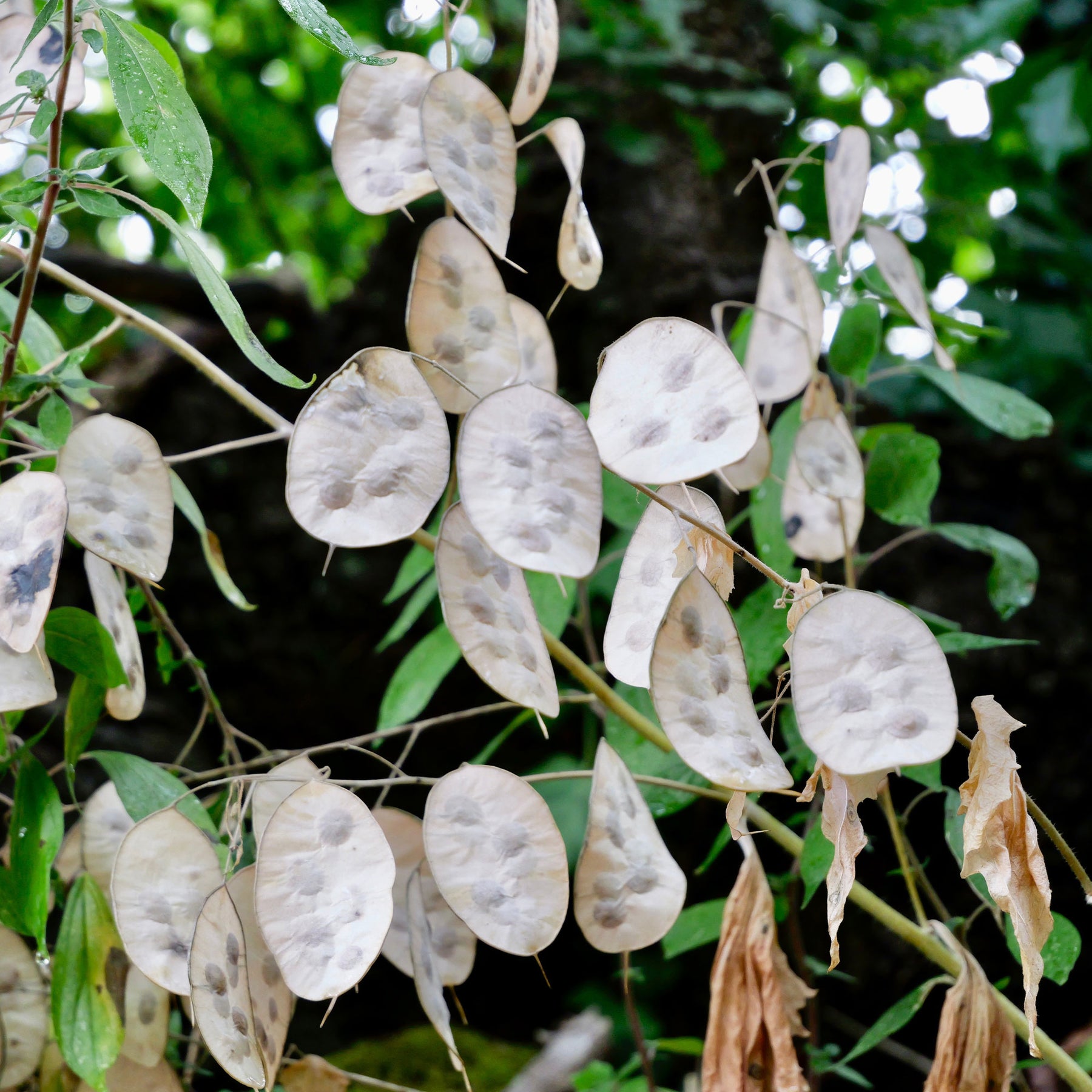 Lunaria annua - Judaspenning roos - Vaste planten
