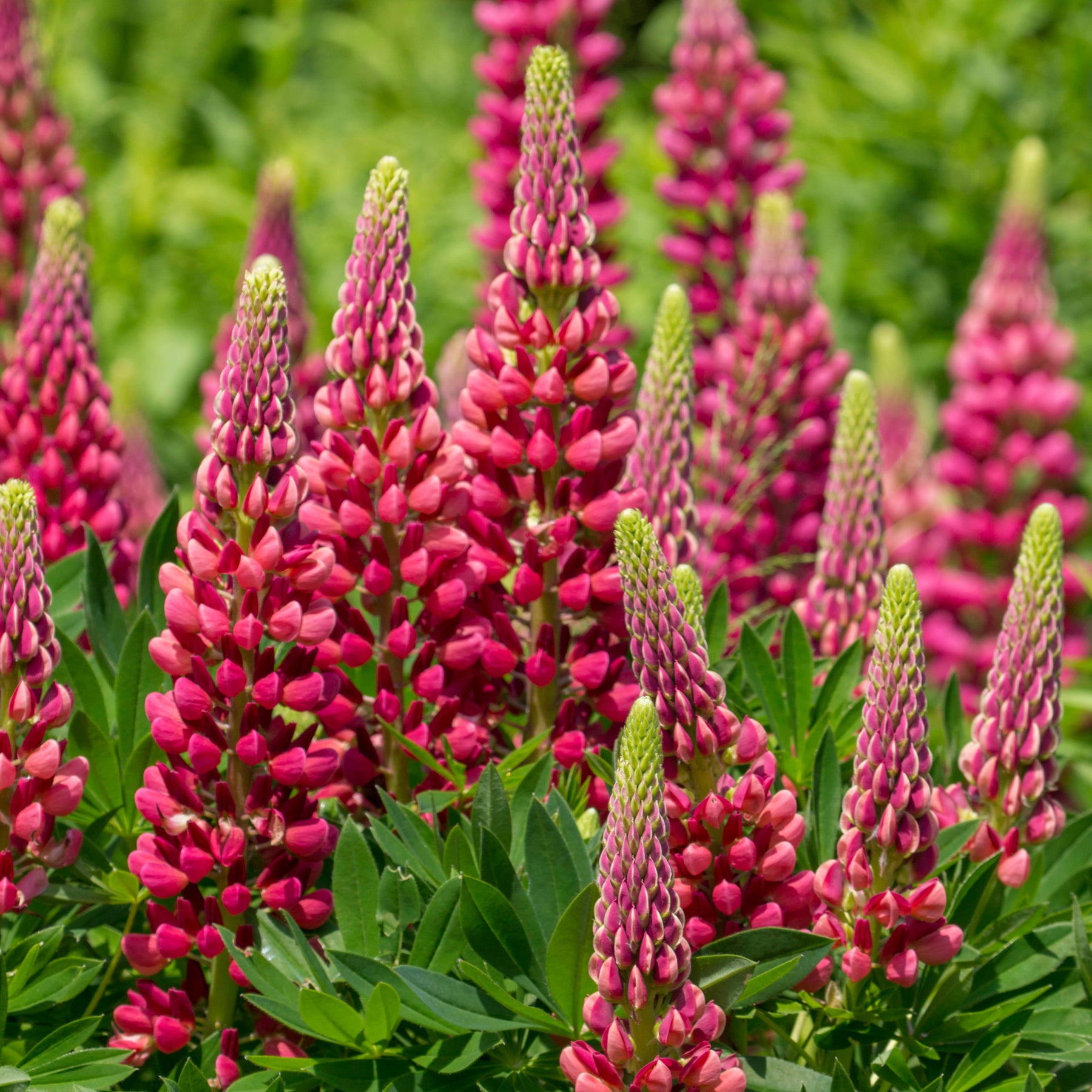Lupinus Gallery Red - Lupine Gallery Red - Lupine