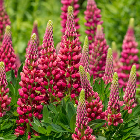 Lupinus Gallery Red - Lupine Gallery Red - Lupine