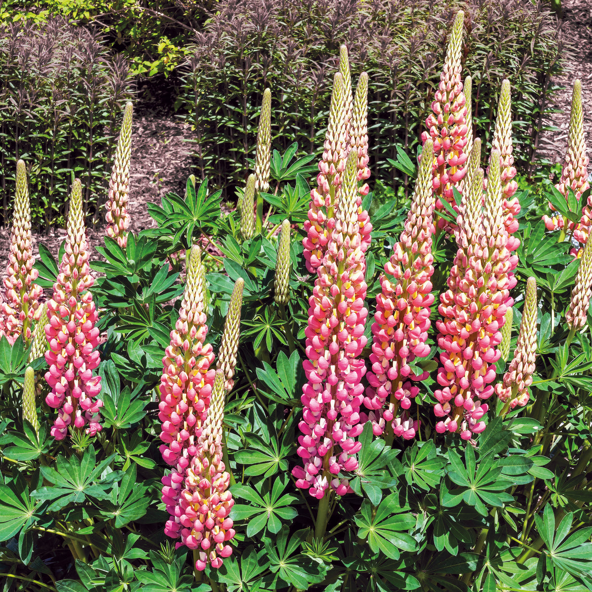 Lupine La Chateleine - Willemse