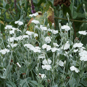 Lychnis coronaria alba - Prikneus Alba - Oeverplanten