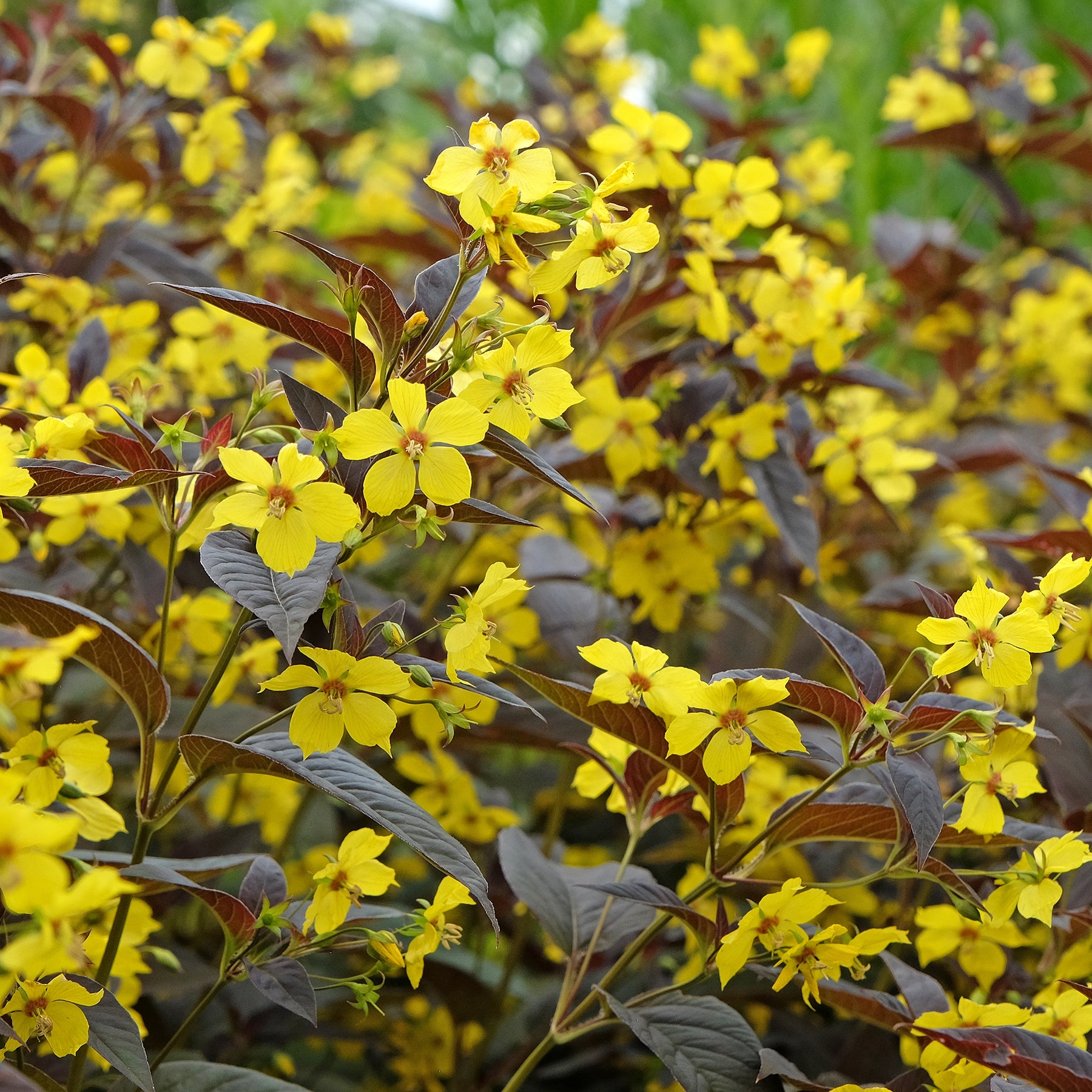 Wederik Firecracker - Lysimachia ciliata Firecracker - Willemse