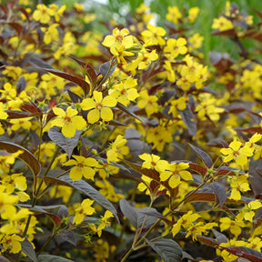 Wederik Firecracker - Lysimachia ciliata Firecracker - Willemse
