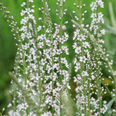Wederik - Lysimachia ephemerum - Willemse