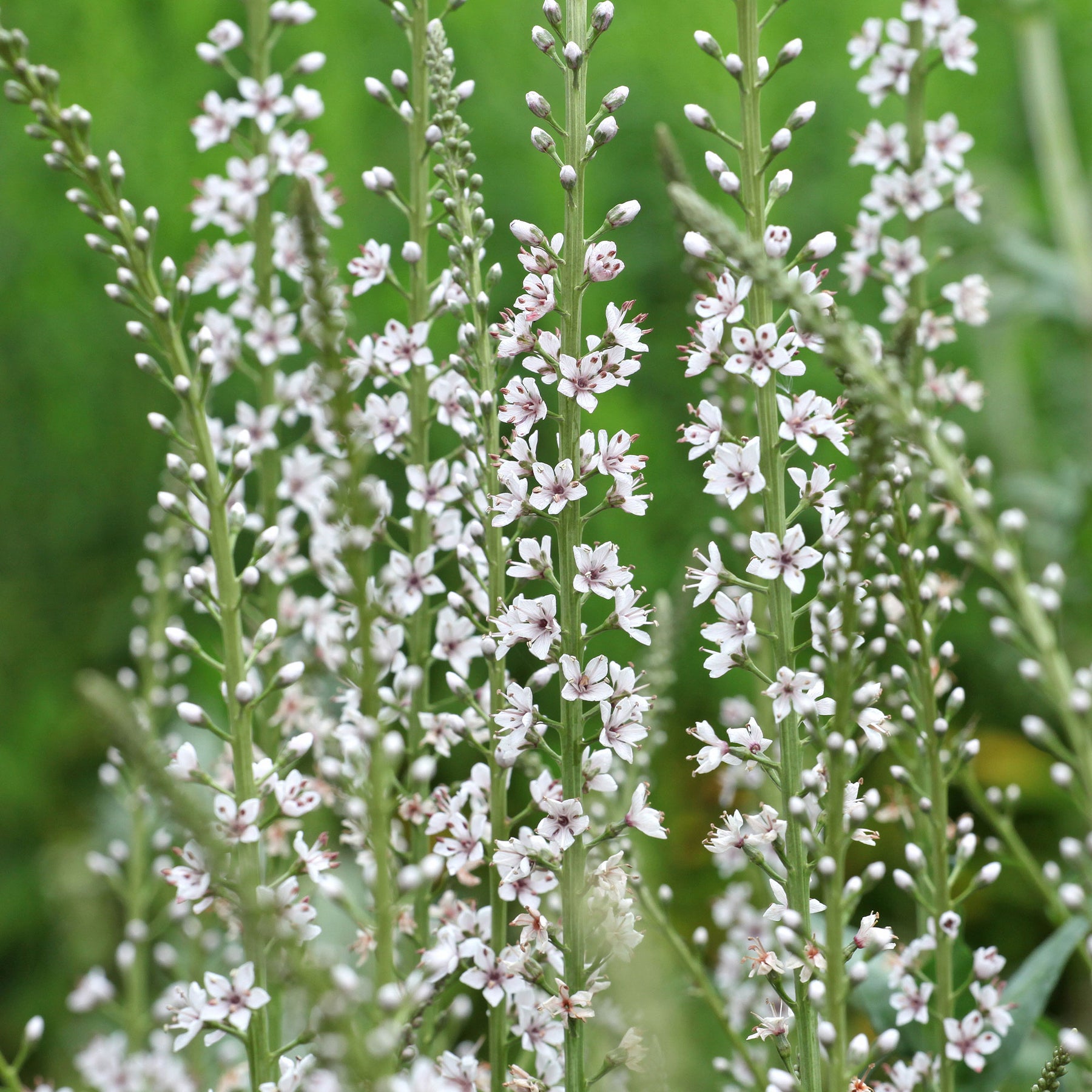 Wederik - Lysimachia ephemerum - Willemse