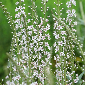 Wederik - Lysimachia ephemerum - Willemse