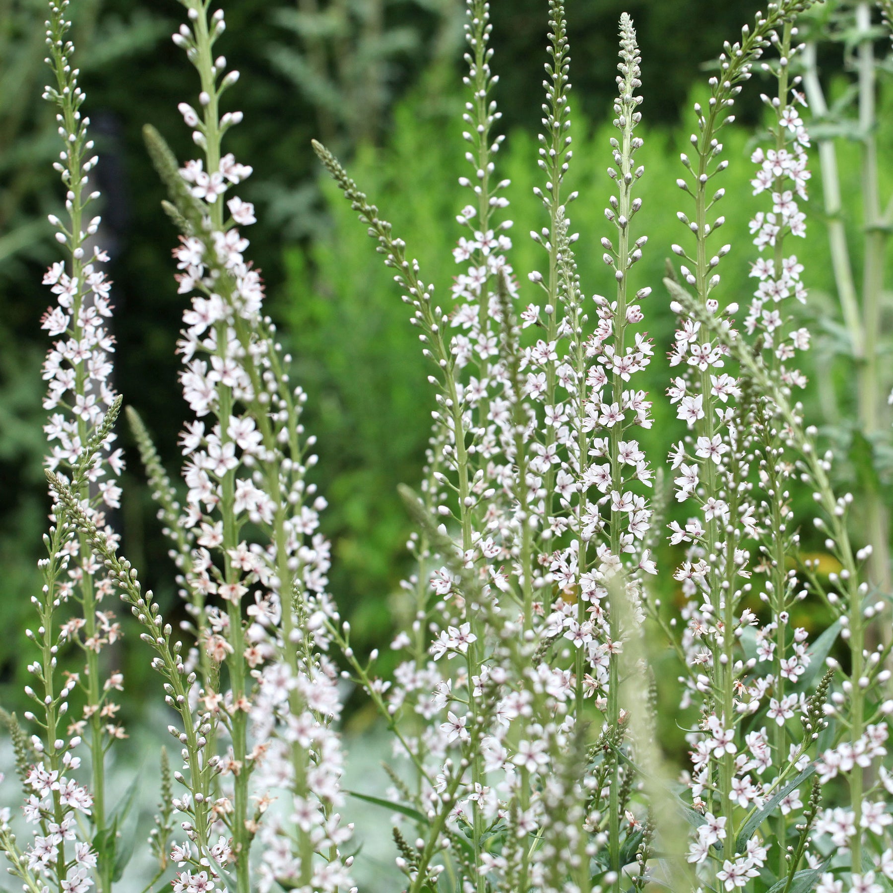 Lysimachia ephemerum - Wederik - Vaste planten