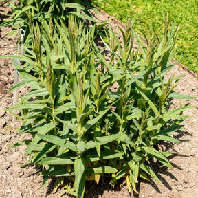 Vaste planten - Wederik - Lysimachia ephemerum