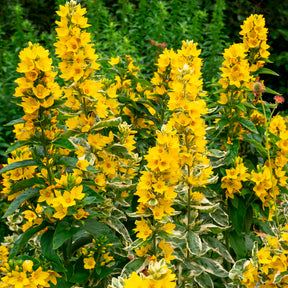 Verkoop Puntwederik Alexander - Lysimachia punctata Alexander
