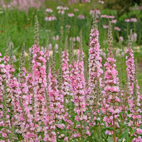 Kattenstaart Blush - Lythrum salicaria Blush - Willemse