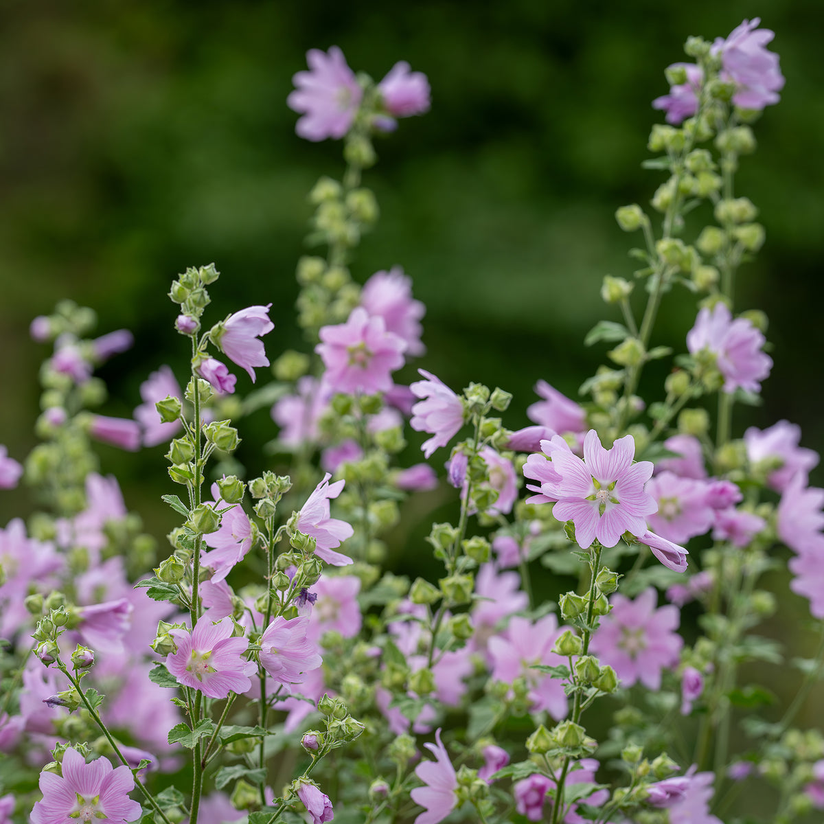 Kaasjeskruid Rosea - Malva moschata Rosea - Willemse