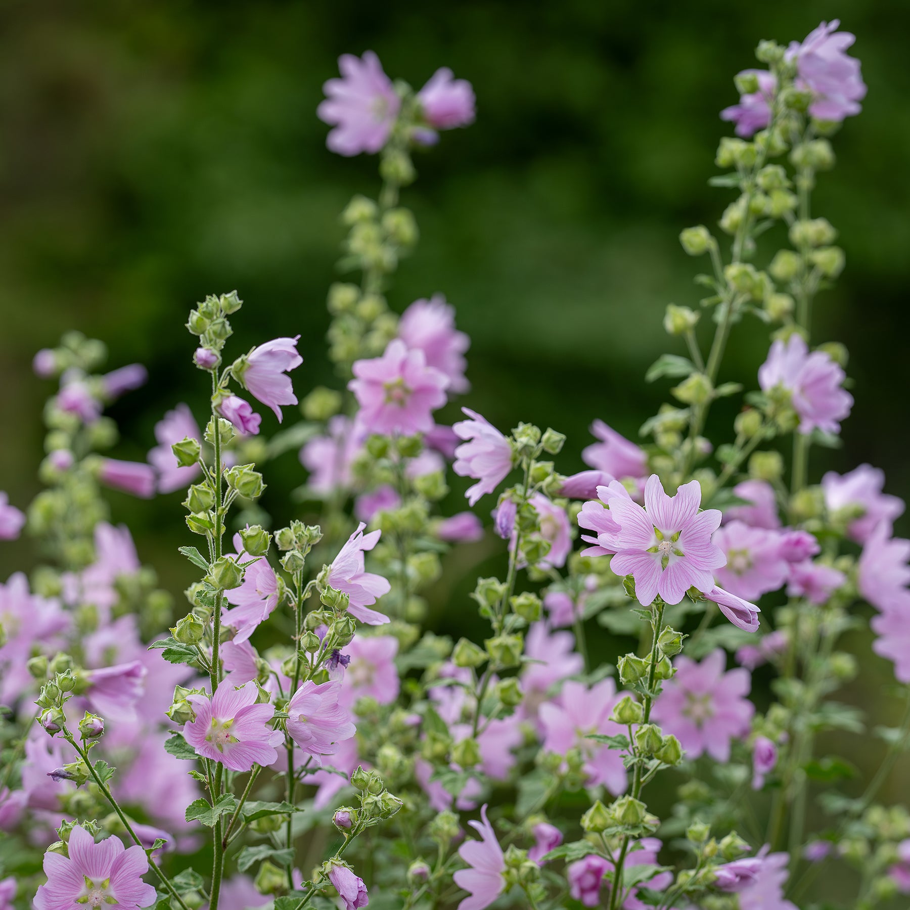 Kaasjeskruid Rosea - Malva moschata Rosea - Willemse
