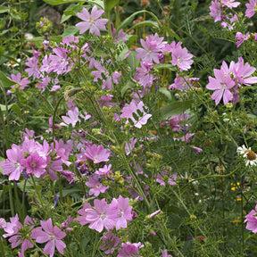 Kaasjeskruid Rosea - Willemse
