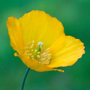 Schijnpapaver - Meconopsis cambrica - Willemse