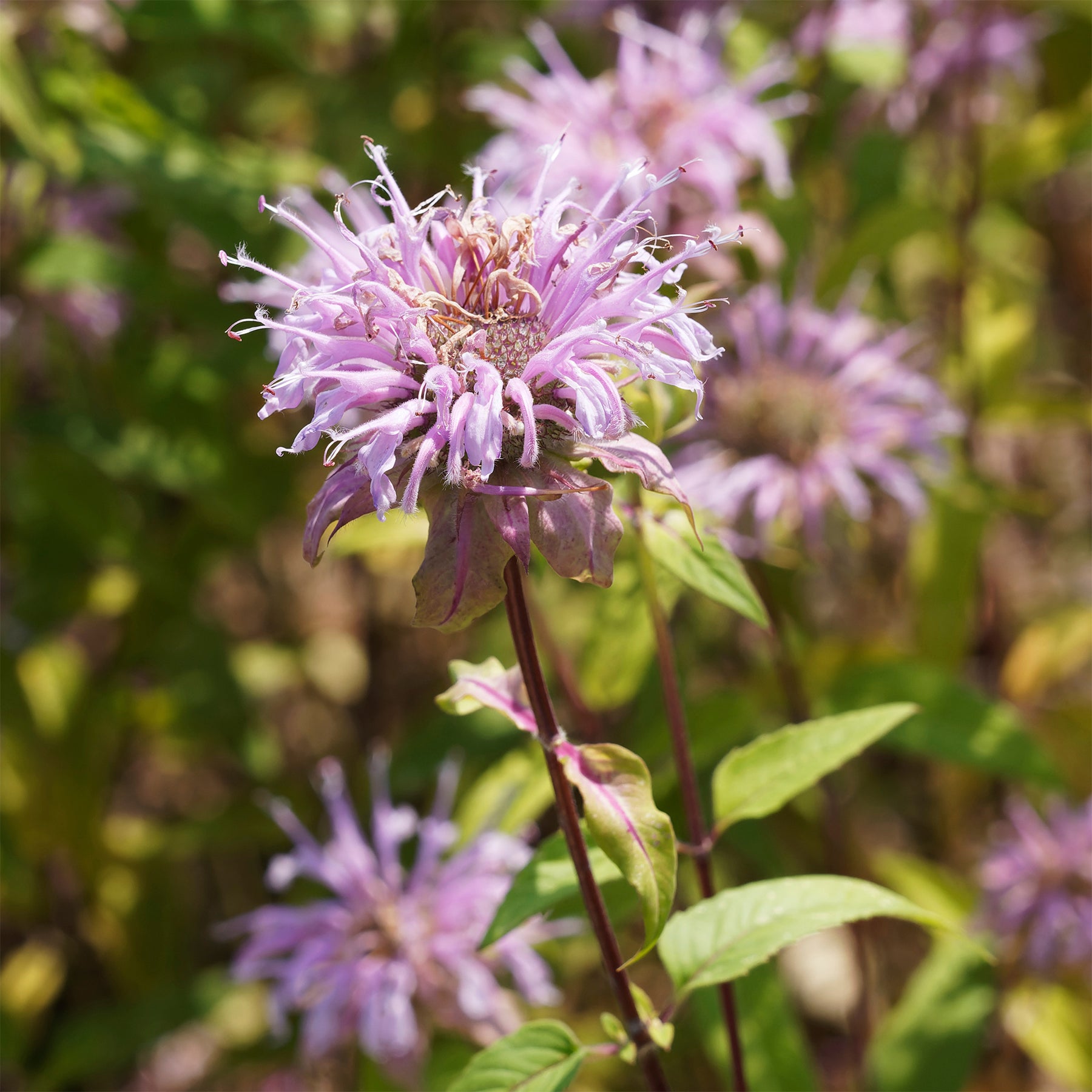 Bergamotplant - Monarda bradburiana - Willemse