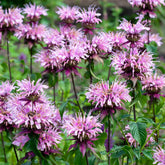 Bergamotplant 'Beauty of Cobham' - Monarda beauty of cobham - Willemse