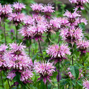 Bergamotplant 'Beauty of Cobham' - Monarda beauty of cobham - Willemse