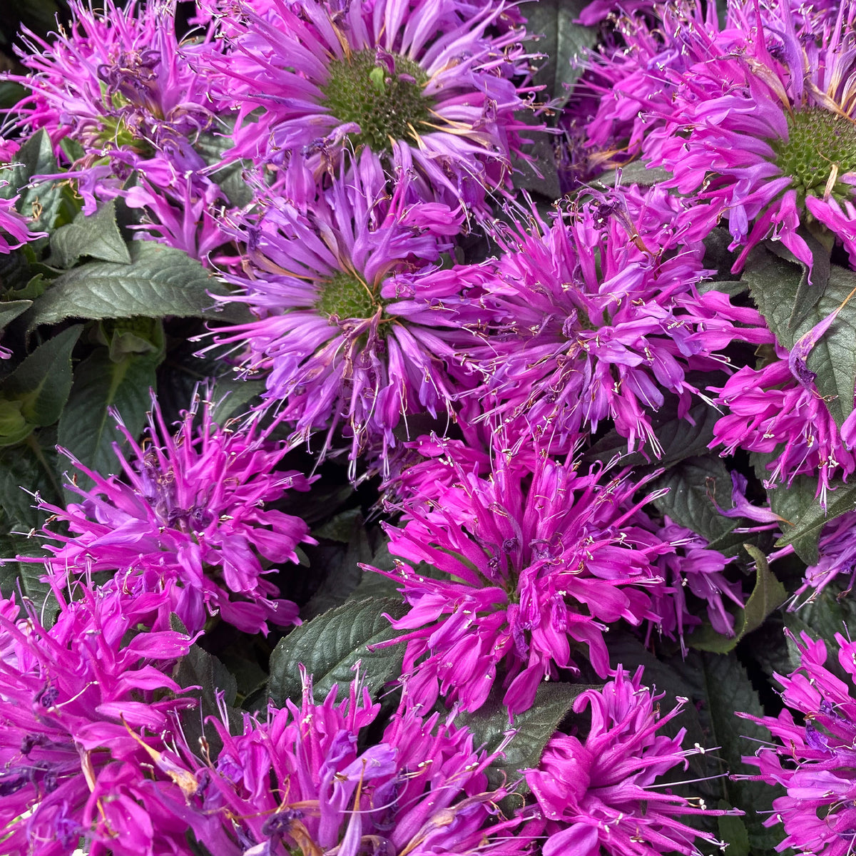 Bergamotplant Purple Lace - Monarda fistulosa Purple Lace - Willemse