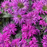 Bergamotplant Purple Lace - Monarda fistulosa Purple Lace - Willemse