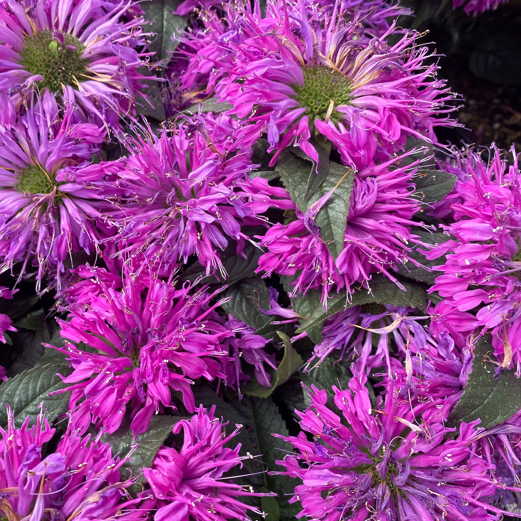 Bergamotplant Purple Lace - Willemse