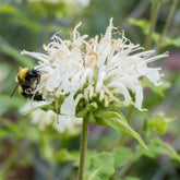 Bergamotplant 'Schneewittchen' - Monarda schneewittchen - Willemse