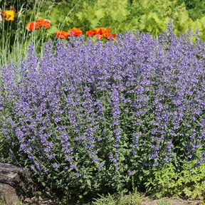 Bloeiende vaste planten - 5 vaste planten voor zonnige border - Deschampsia cespitosa, Gaura lindheimeri, Nepeta faassenii, Perovskia atriplicifolia, Echinacea pallida                