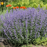 grijs kattenkruid - Nepeta faassenii - Willemse