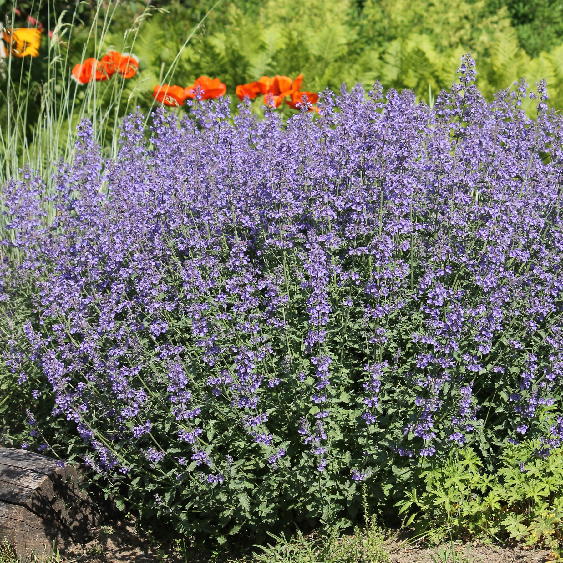 grijs kattenkruid - Nepeta faassenii - Willemse