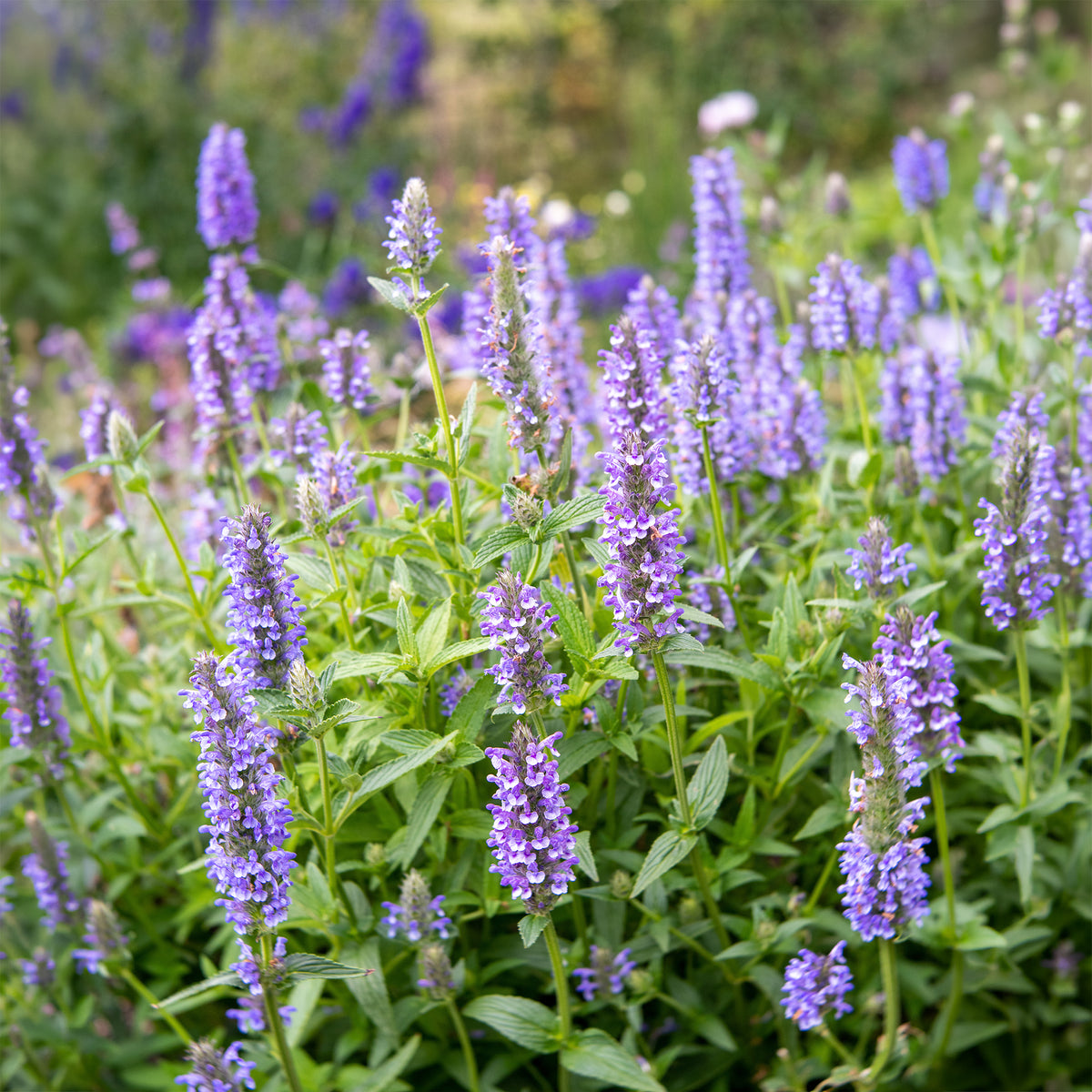 Kattenkruid - Nepeta nervosa - Willemse