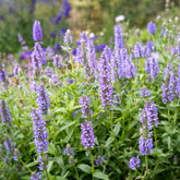 Kattenkruid - Nepeta nervosa - Willemse