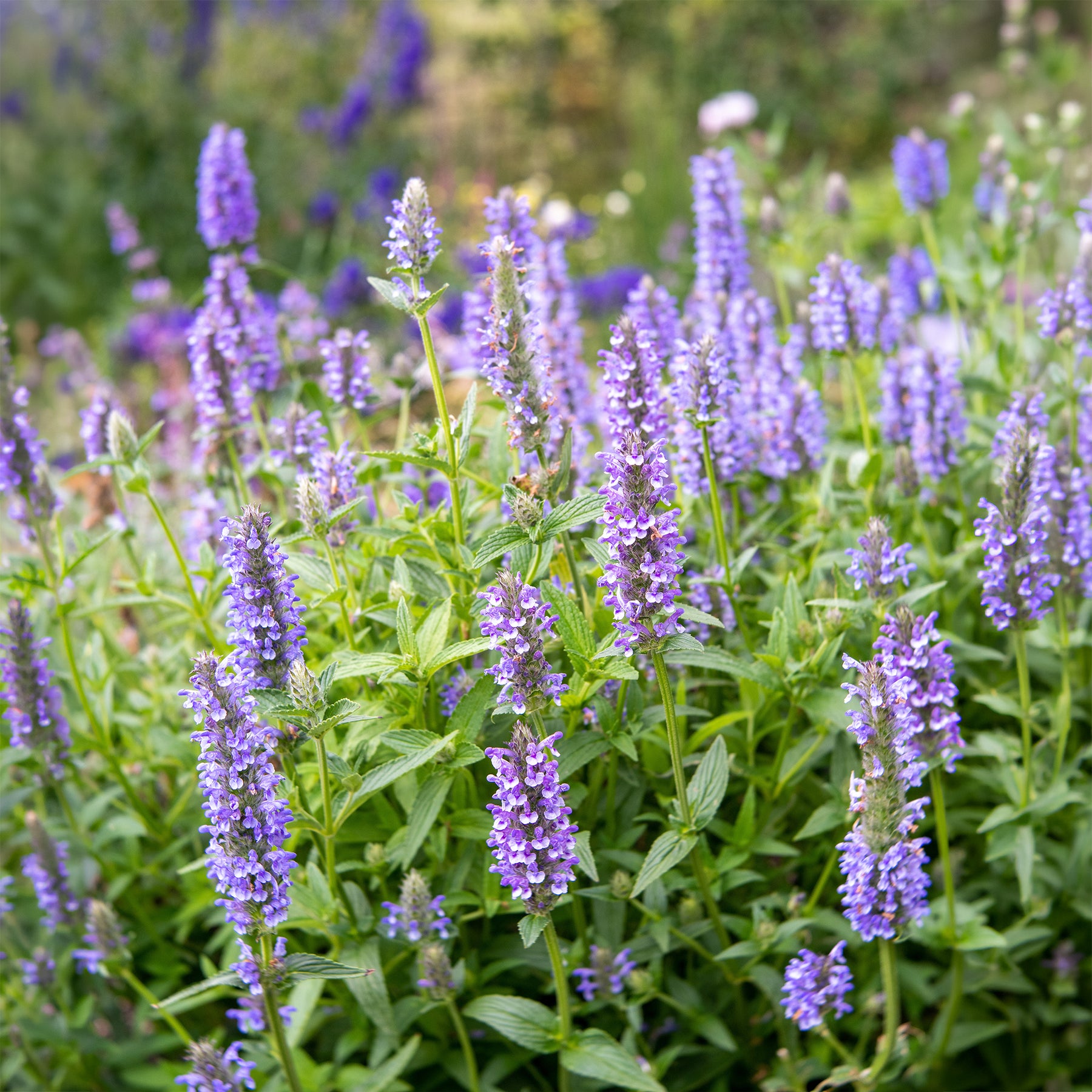 Kattenkruid - Nepeta nervosa - Willemse