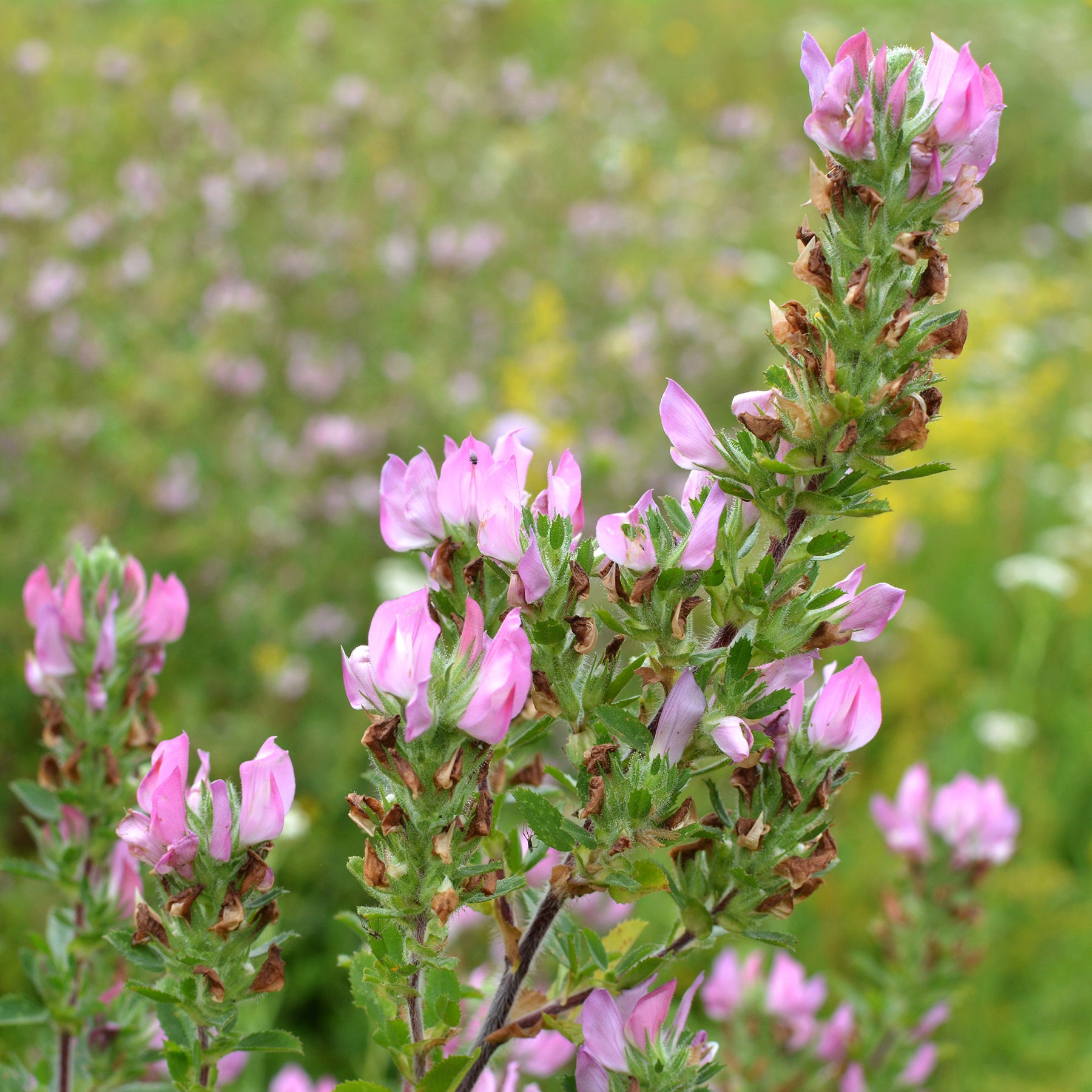 Kattendoorn - Ononis spinosa - Willemse