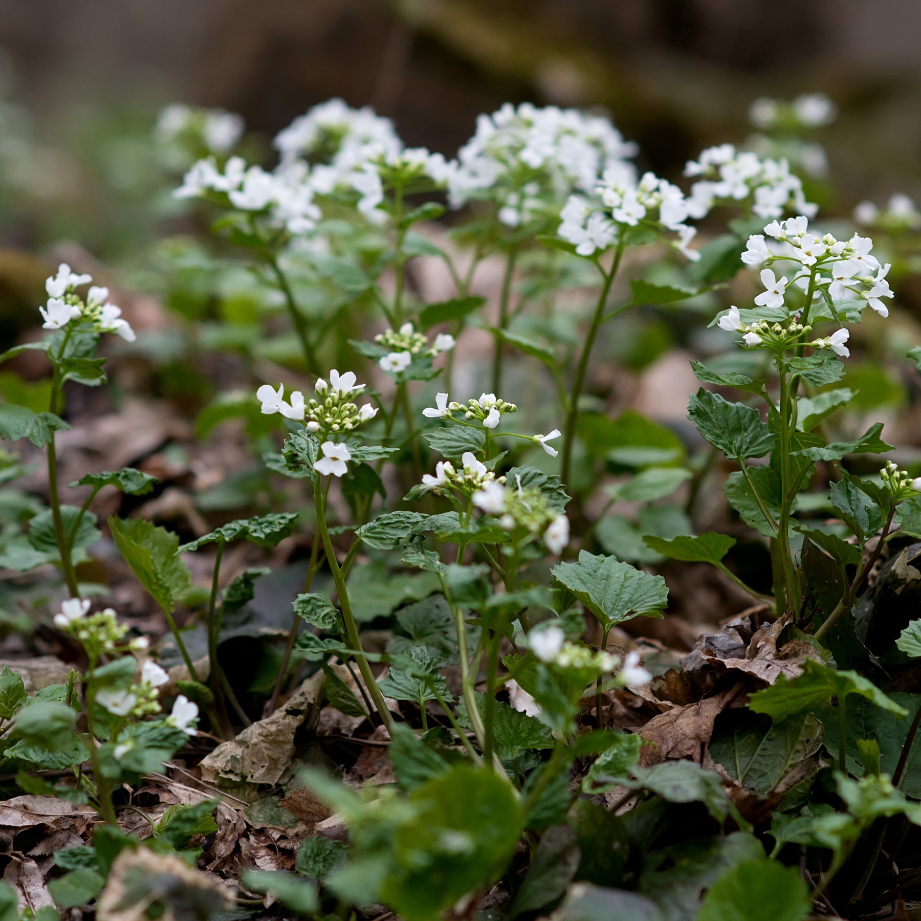 Kaukasische look zonder look - Pachyphragma macrophyllum - Willemse