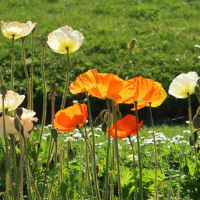 Ijslandse papaver Gartenzwerg - Papaver nudicaule Gartenzwerg - Willemse