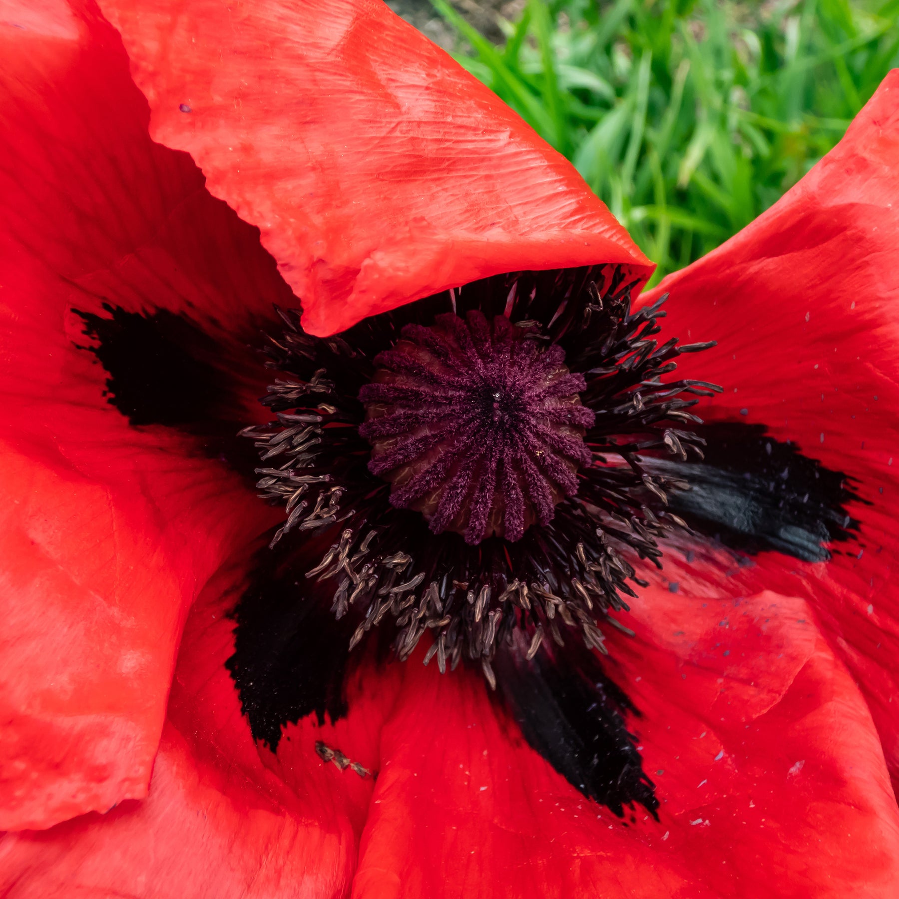Papaver orientale Beauty of Livermere - Oosterse klaproos 'Beauty of Livermere' - Bloeiende vaste planten