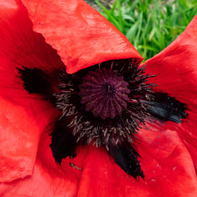 Papaver orientale Beauty of Livermere - Oosterse klaproos 'Beauty of Livermere' - Bloeiende vaste planten