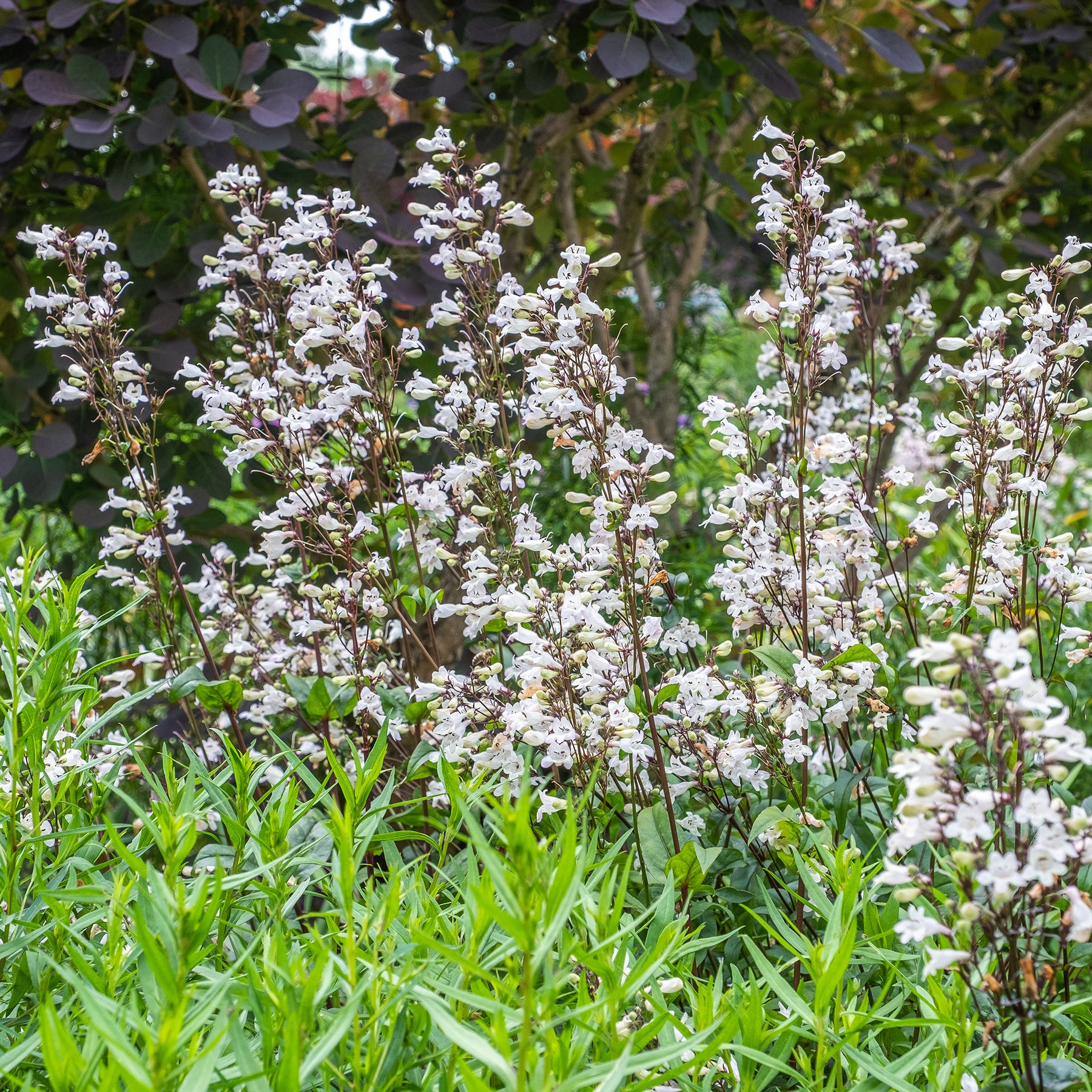 Penstemon digitalis Husker Red - Slangenkop Husker Red - Penstemon