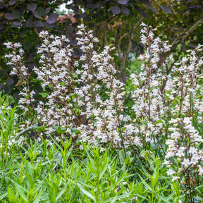 Penstemon digitalis Husker Red - Slangenkop Husker Red - Penstemon