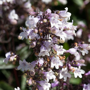 Slangenkop Husker Red - Willemse