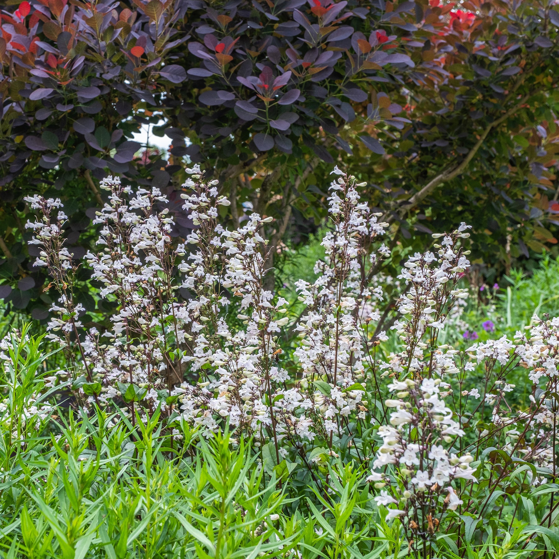 Slangenkop Husker Red - Penstemon digitalis Husker Red - Willemse