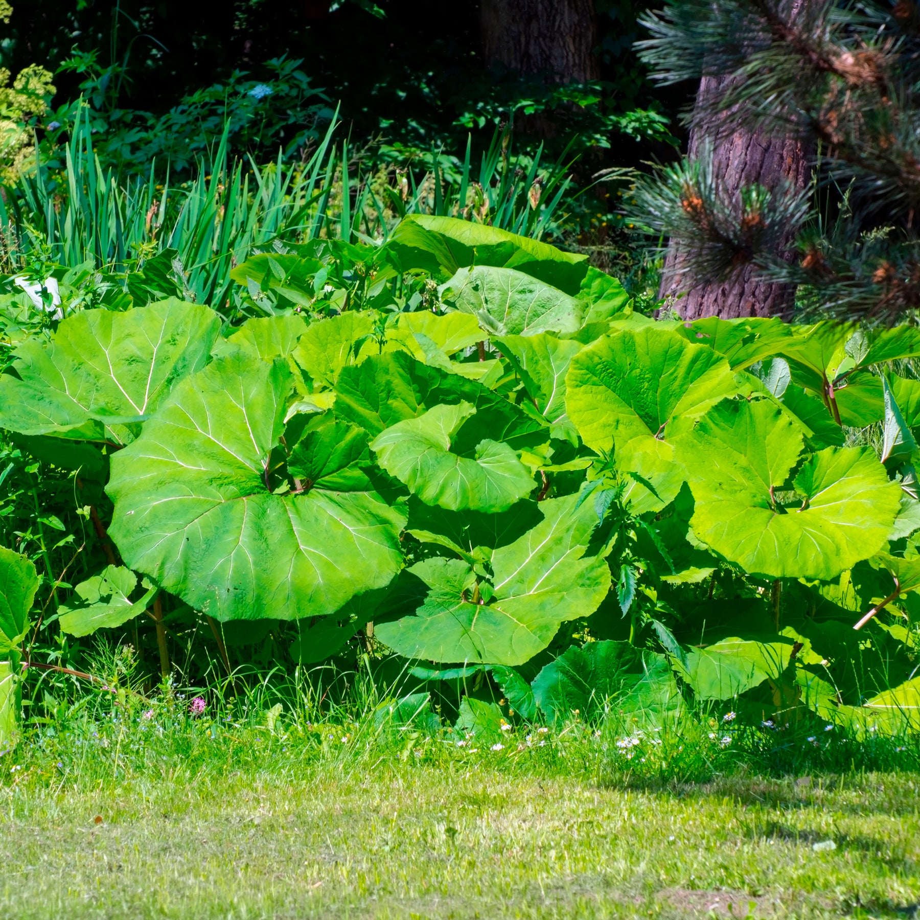 Petasites hybridus - Hoefblad - Vaste planten
