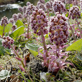 Hoefblad - Petasites hybridus - Willemse