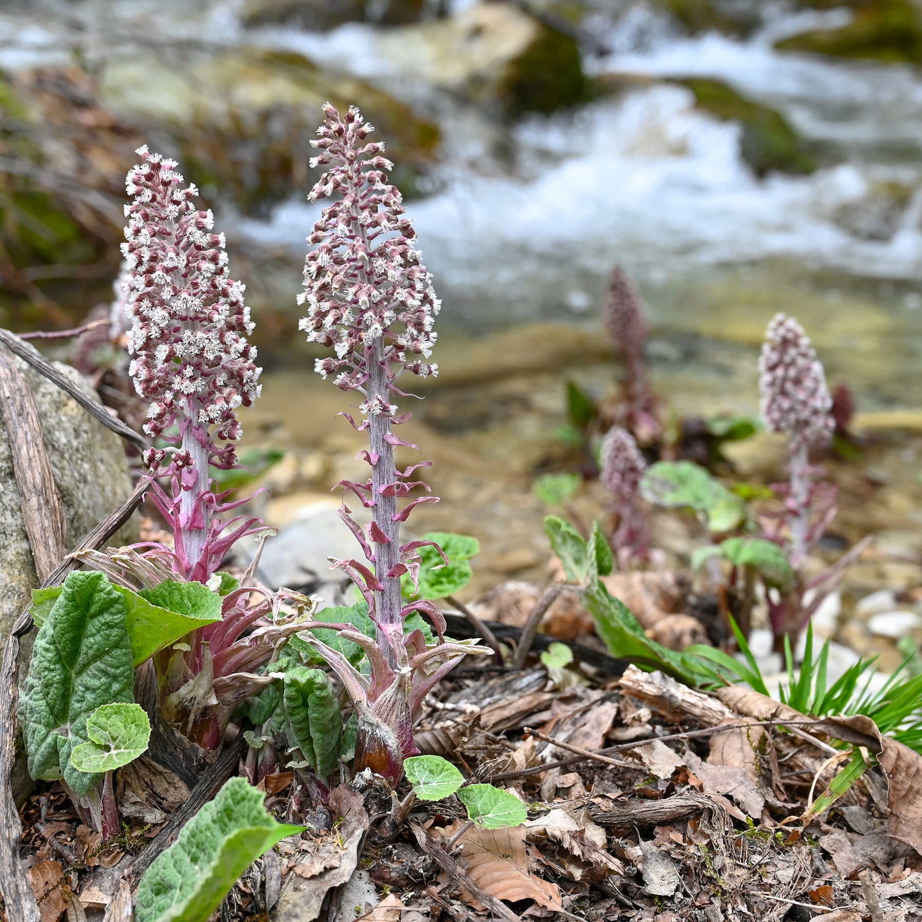 Vaste planten - Hoefblad - Petasites hybridus
