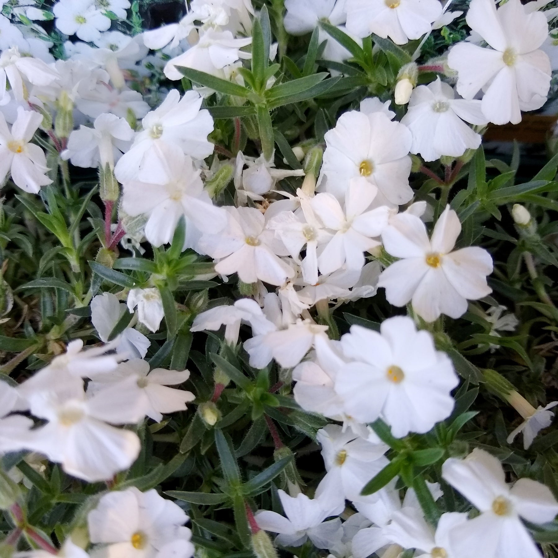 Dwergphlox 'White Admiral' - Willemse