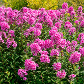 Vlambloem 'Eva Cullum' - Phlox paniculata Eva Cullum - Willemse