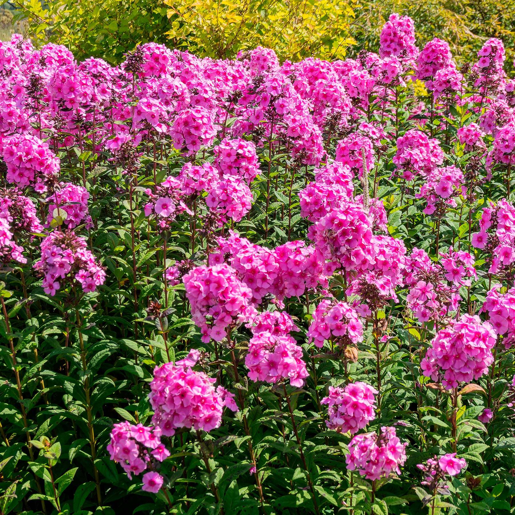Vlambloem 'Eva Cullum' - Phlox paniculata Eva Cullum - Willemse