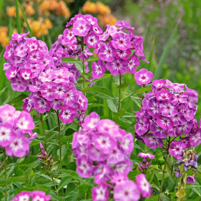 Vlambloem Uspech