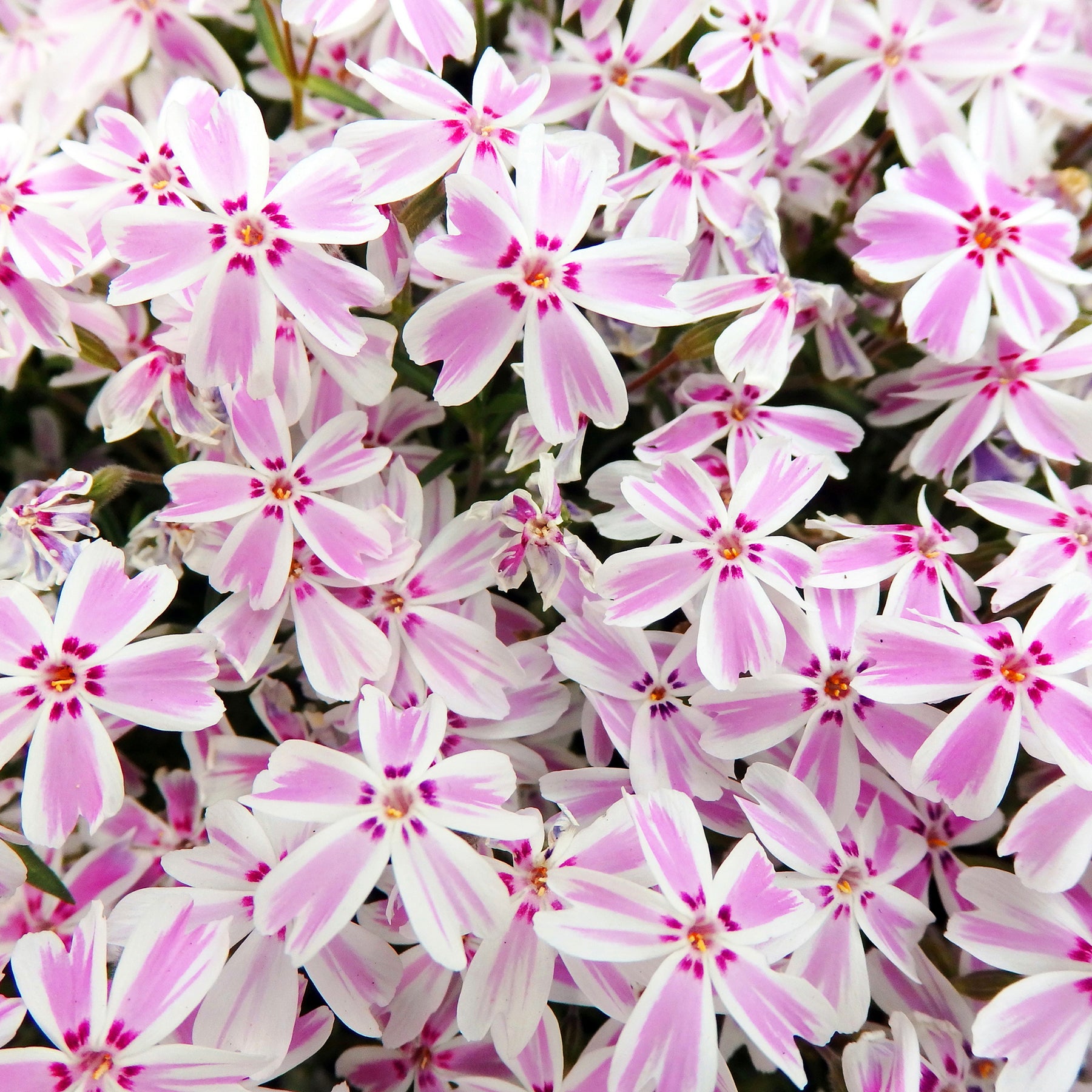 Phlox subulata Candy Stripes - Vlambloem Candy Stripes - Phlox